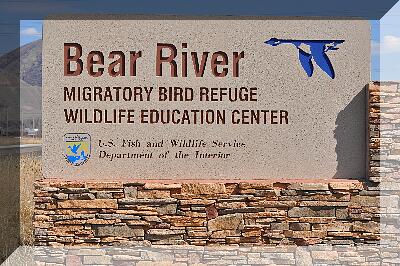 1-Bear-river-migratory-bird-refuge.jpg